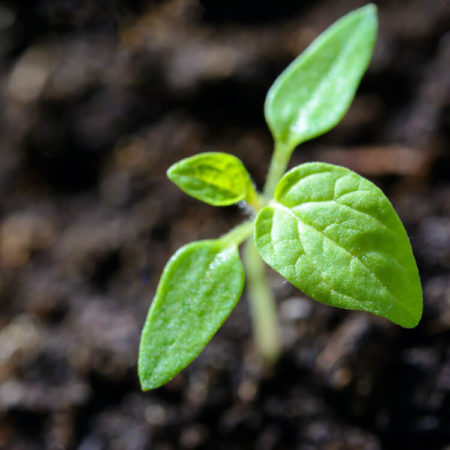Sprout growing in soil - get your growth started with Invouq